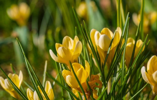 Close-up of gorgeous yellow flowering crocuses in a meadow on a sunny spring day