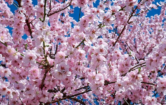 japanese-cherry-trees-pixabay